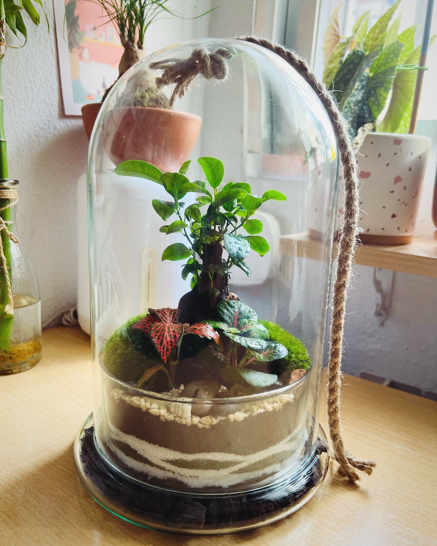 Mini Jungla Hypoestes